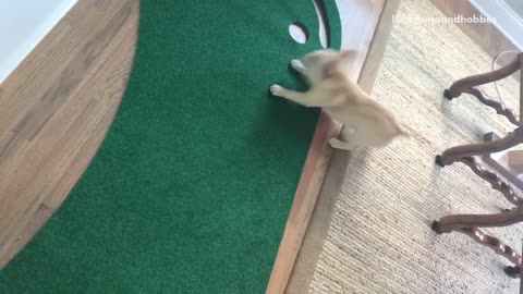 Guy playing golf tosses ball and tan dog catches it