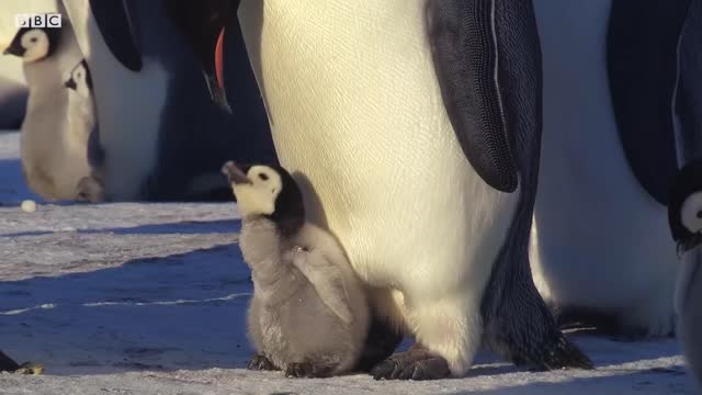 Baby Penguins Socializing