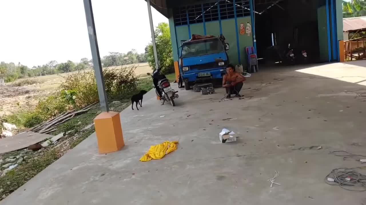 prank with dog