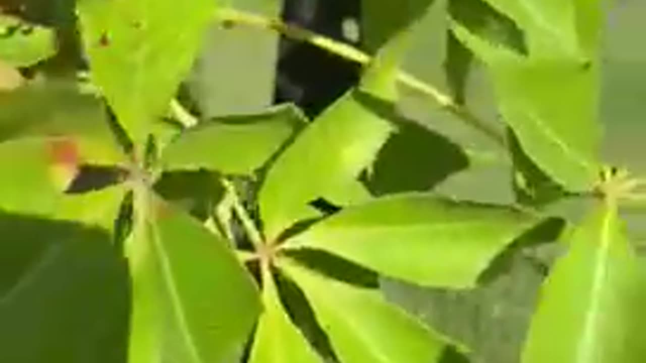#shorts what is the name of this #porcupine #fruit 🍈 #tree #nature #garden #field #leaves