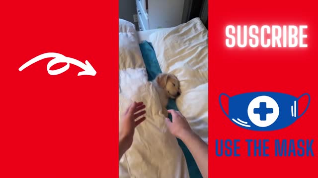 FUNNY DOG