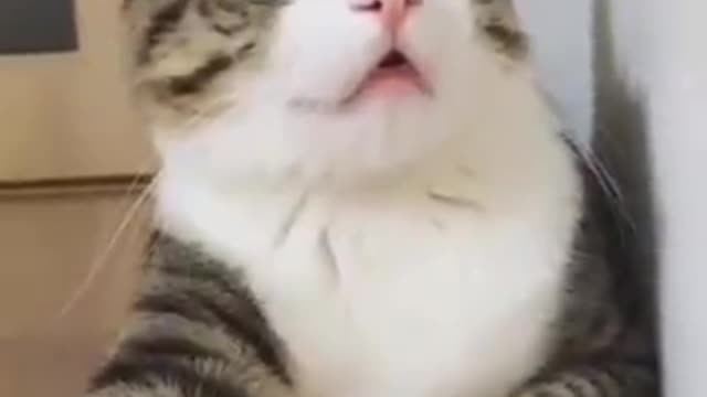 cat suprise