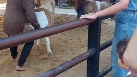 See the beautiful horses