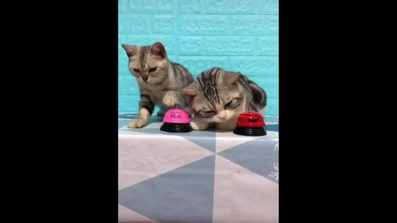 Lovely cat video