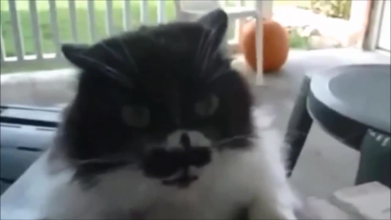 funny video cat