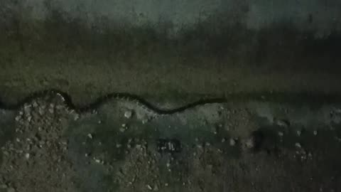 Snake at night