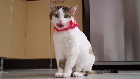MY FUNNY CAT