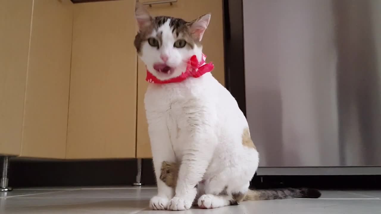 MY FUNNY CAT