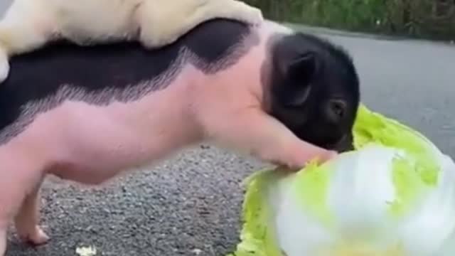 SOO CUTE - LITTLE PIG AND PUPPY !