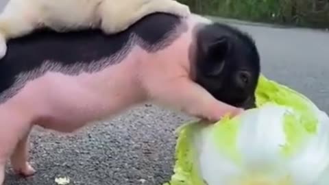 SOO CUTE - LITTLE PIG AND PUPPY !