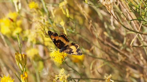 Papillon et de moi