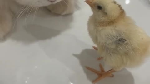 Lolo was shocked by the chick