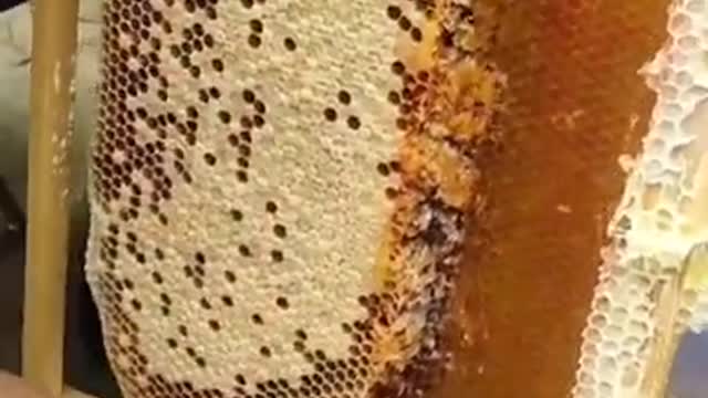 this is how 🍯 honey is extracted #shorts #youtubeshorts #work