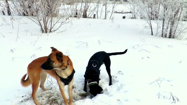 The shape of a dog digging