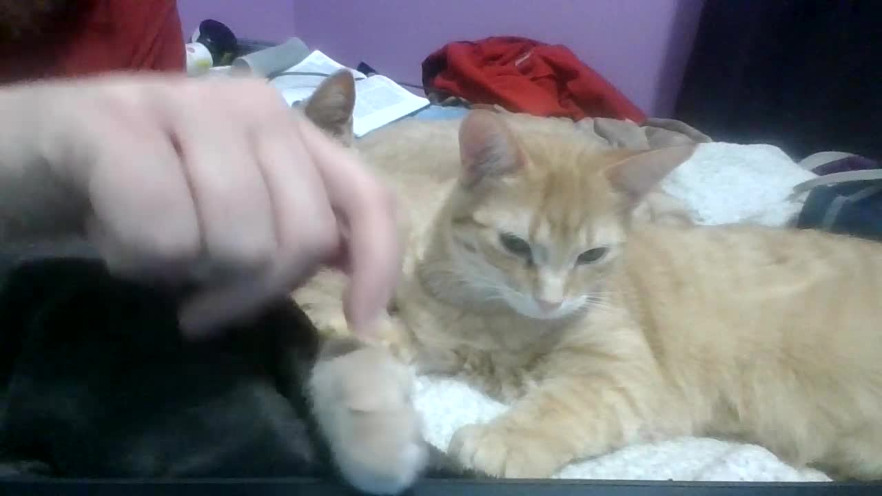 Beefy and Bianca cuddle and clean the other