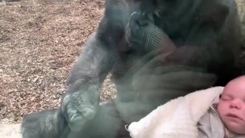 Mother Shares Unique Maternal Bond with Gorilla