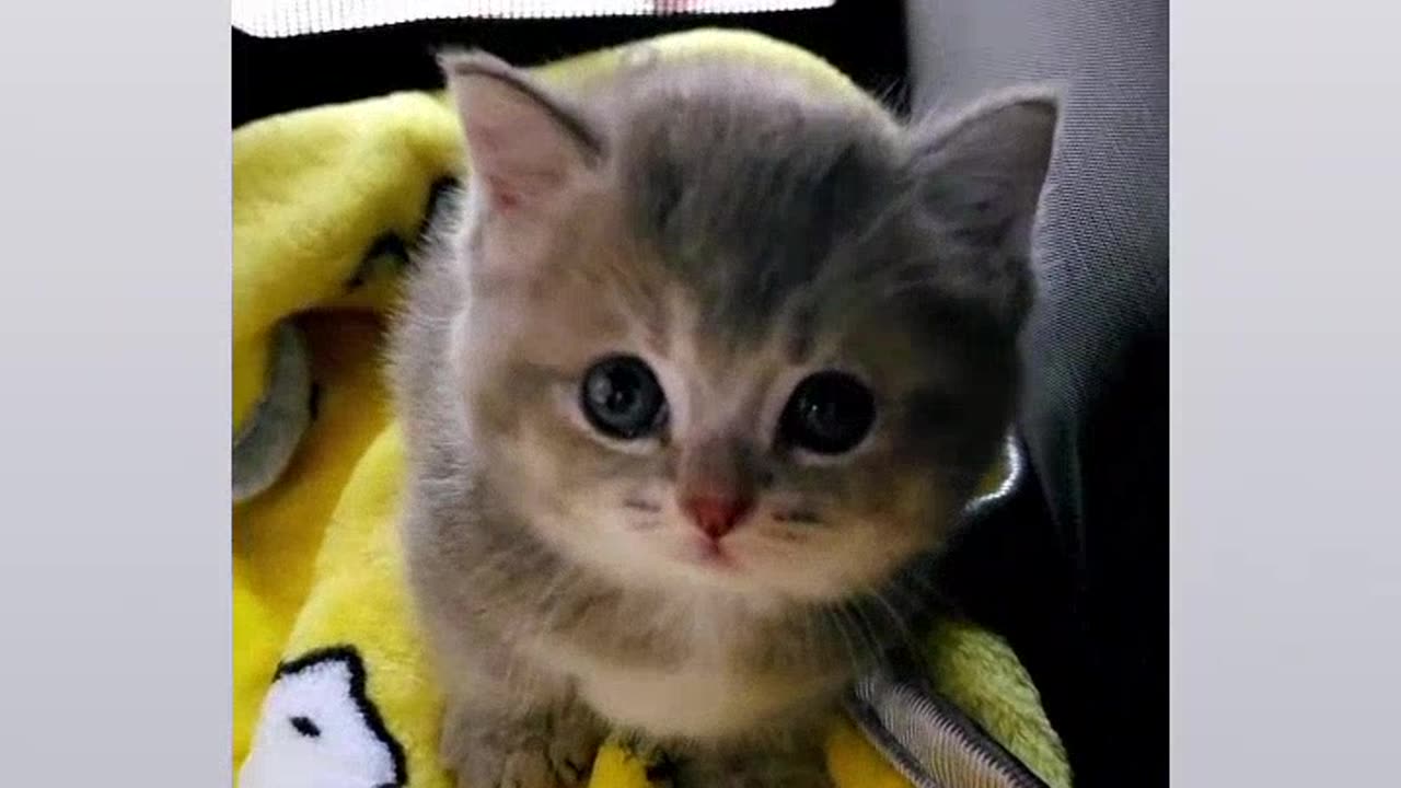 Cute animals