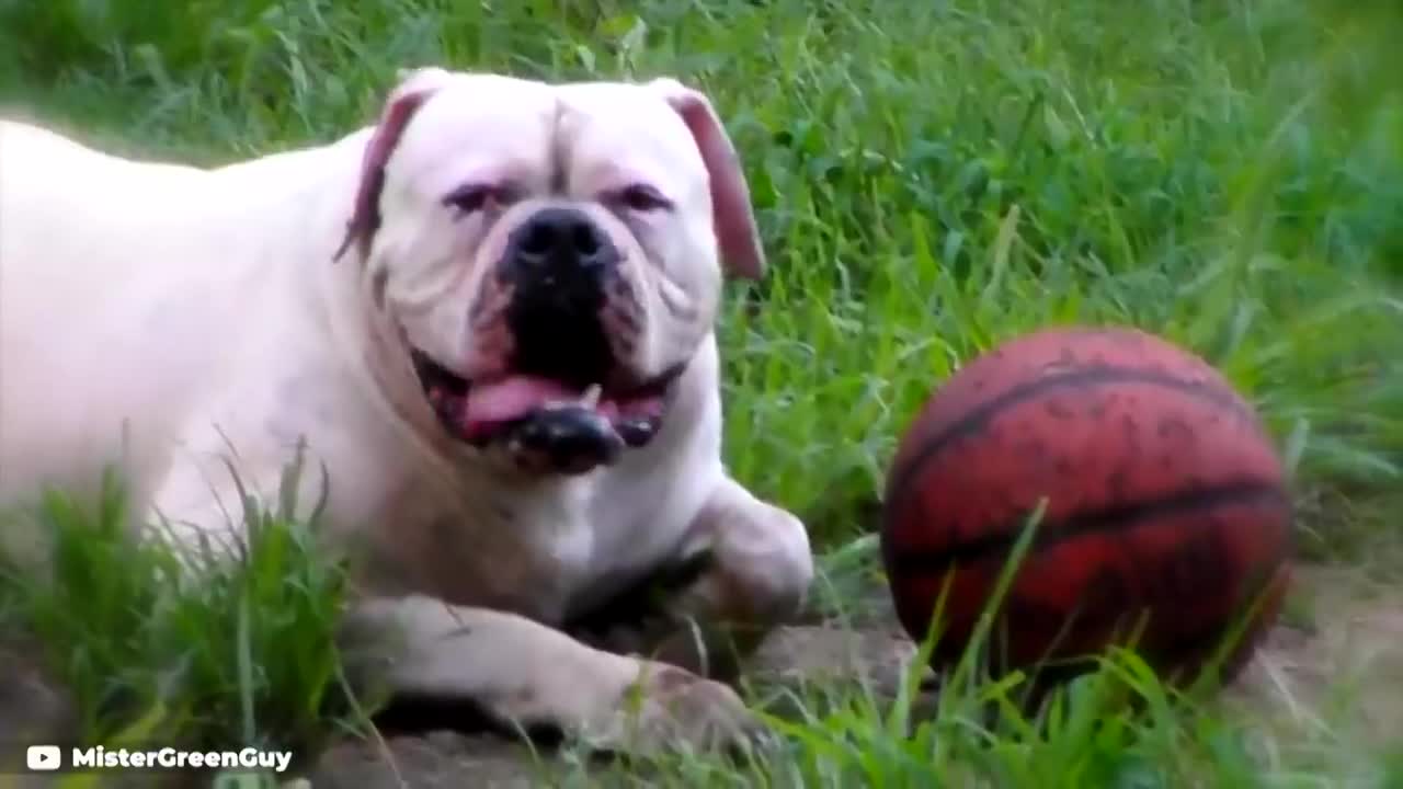 These Are 10 Bulldog Breeds