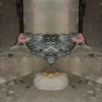 tus viral hog viral TikTok #shorts #trending #fashion #curvymodel #viral