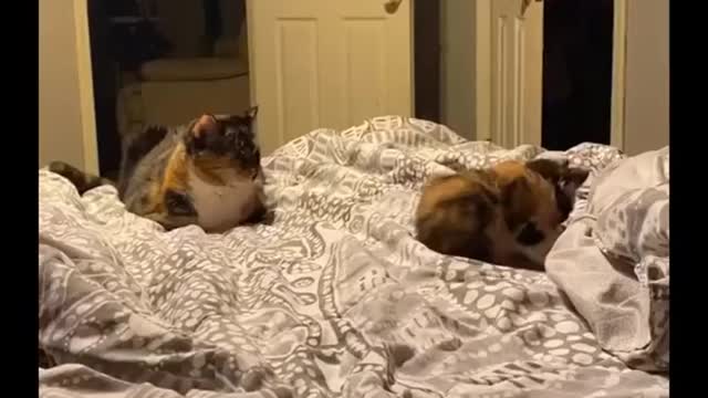 Funniest cats😹don't try to back laughter