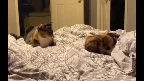 Funniest cats😹don't try to back laughter