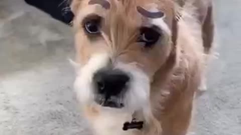 Don't worry she got a treat after this dog make up looks different cute dog trending video