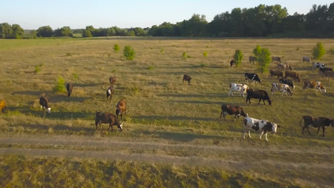 Flying over green field with grazing cows. Aerial background of countryside