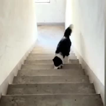 Cute dog morning exercise United states