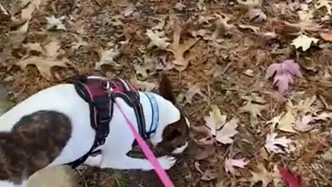 Princess works on her tracking skills