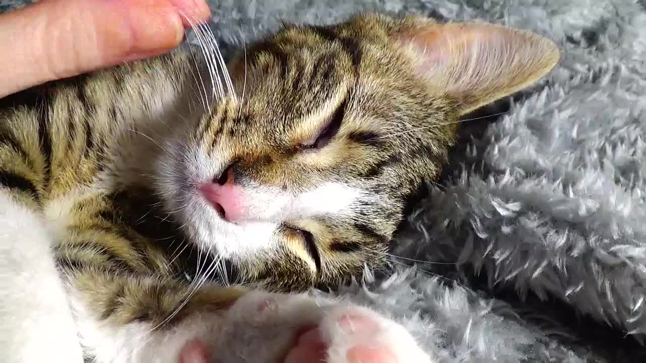 Dreaming Baby Cat Rudolph