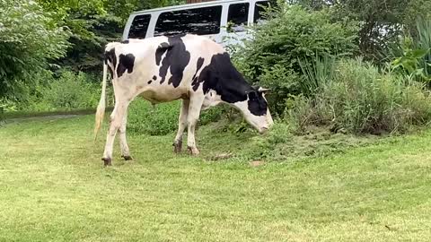 One of my neighbors He’s about 5 feet tall and doesn’t take any bull NW NC High country Appalachia