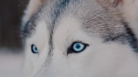 Big Dog blue eyes white Dog so Beauty