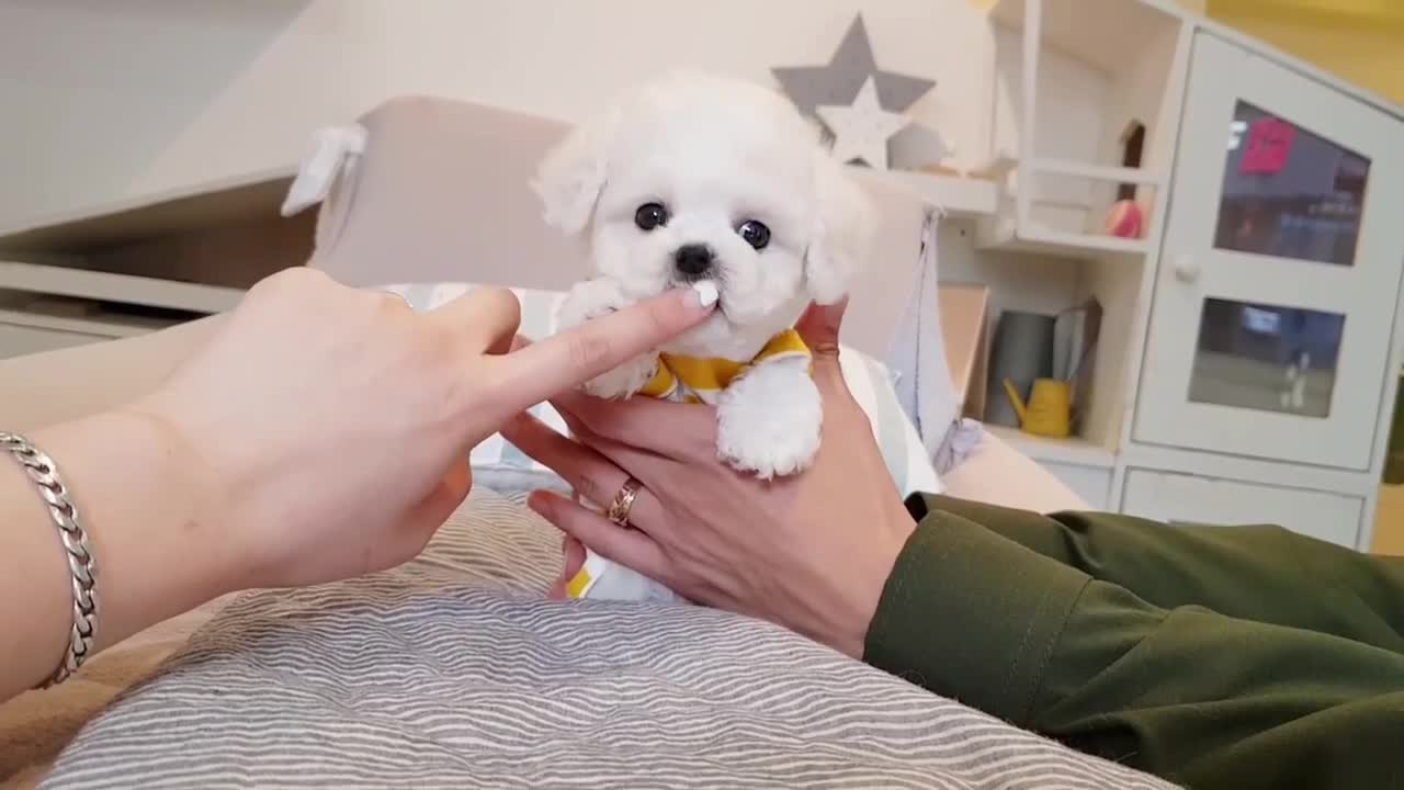 CUTE BICHONE PUPPY