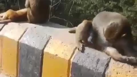 Funny monkey- monkey attitude..