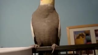 This amazing birds sings and dances