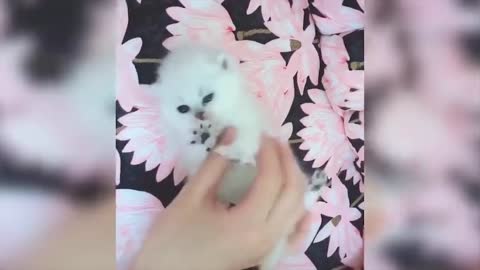 Cute Baby Cats Video