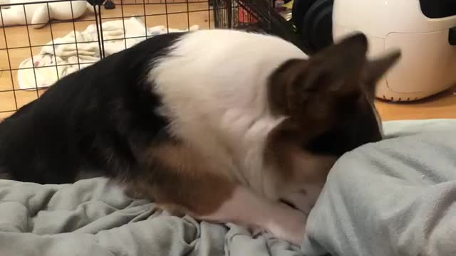Puppy puppy1