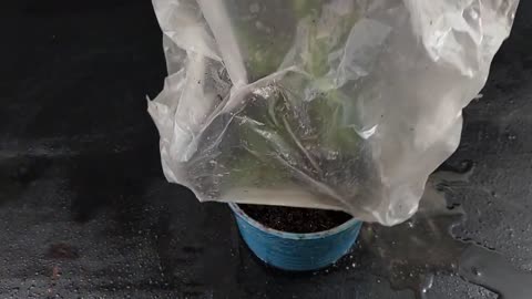 Grow Roses From Stem Cutting