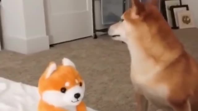 Funny dog video