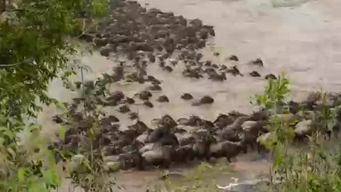 Animals video