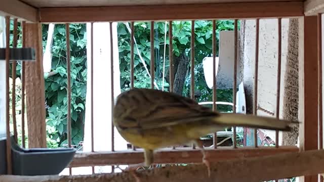 Goldfinch and canary hybridization