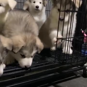 Funny pets having fun