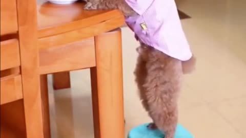 Funny Cute Animals #Shorts