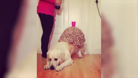 Best Funny Videos Of Dogs 🐶 And Cats 😹 - Try Not To Laugh!