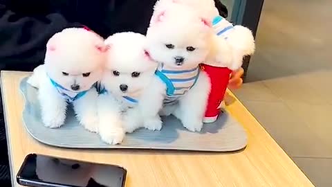 Cute Pomeranian Dog | End A Plate Of Dogs To You |