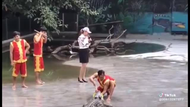 Crocodile Show Funny Moment