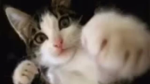 the life of cats in Russia