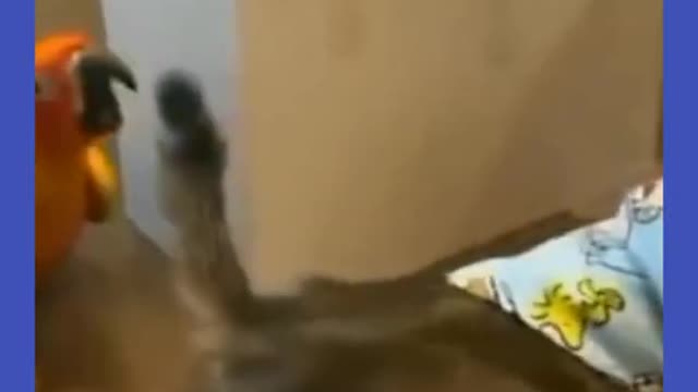 Try not to laugh🤣 Funny animals