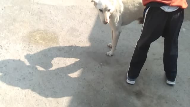 Indian child play game dog🐕🐕🐕🐶