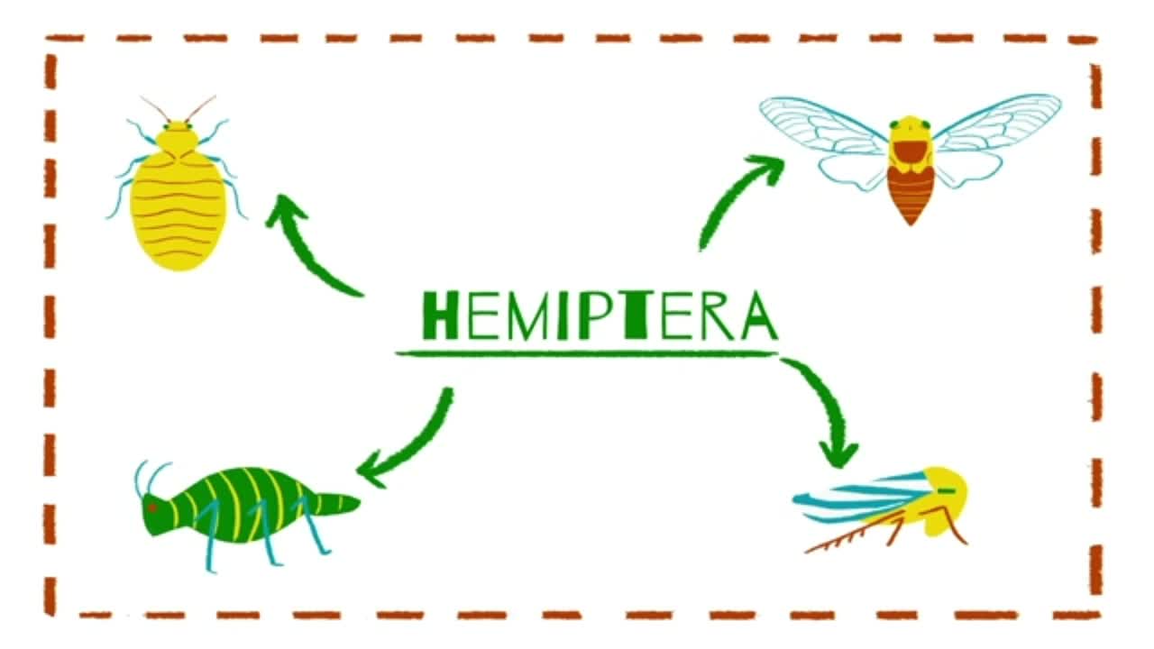 The features of an insect’s mouthparts canhelp identify which order it belongs to